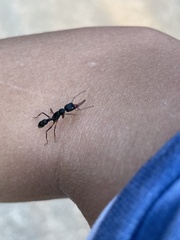 Harpegnathos venator