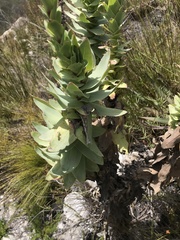 Osteospermum corymbosum