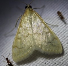 Hahncappsia pergilvalis