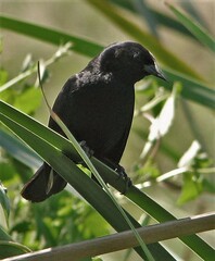 Agelasticus cyanopus