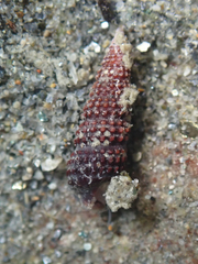 Cerithiopsis