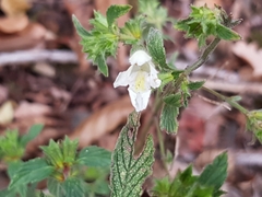 Galeopsis segetum