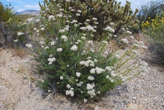 Eriogonum fasciculatum polifolium