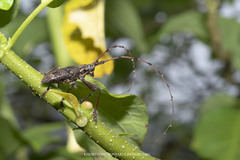 Pharsalia subgemmata