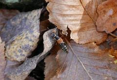 Staphylinus erythropterus