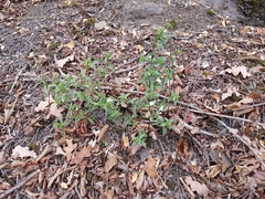 Galeopsis segetum