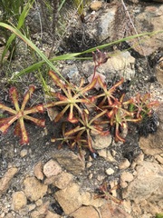 Drosera hilaris