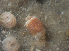 Sphaeromatoidea