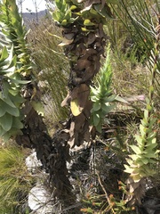 Osteospermum corymbosum