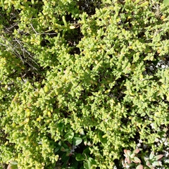 Drosanthemum parvifolium