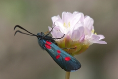 Zygaena filipendulae