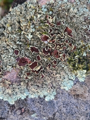 Xanthoparmelia conspersa