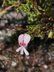 Pelargonium ternatum