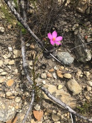 Chironia jasminoides