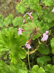 Pelargonium zonale
