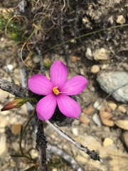 Chironia jasminoides