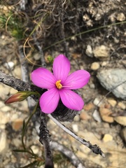 Chironia jasminoides