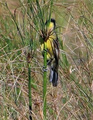 Agelasticus cyanopus