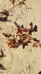 Euphorbia tuberosa