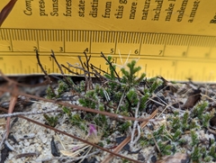 Selaginellaceae