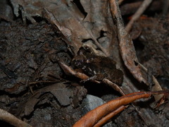 Leptodactylus