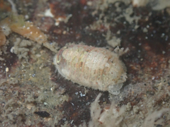 Sphaeromatoidea