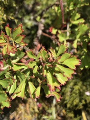 Pelargonium ternatum