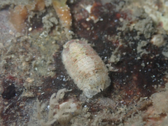 Sphaeromatoidea