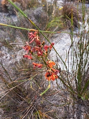 Pillansia templemannii