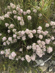 Serruria ascendens
