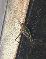 Barbitistes serricauda