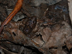 Leptodactylus