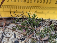 Selaginellaceae