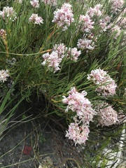 Serruria ascendens
