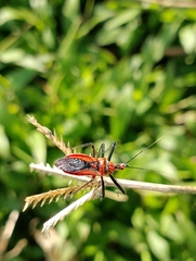 Rhynocoris fuscipes