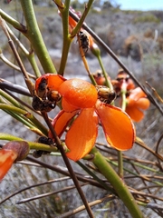 Pillansia templemannii