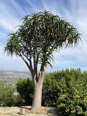 Aloidendron barberae