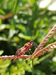 Rhynocoris fuscipes