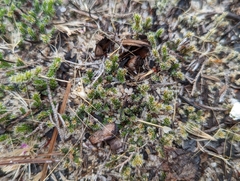 Selaginellaceae