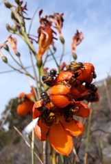 Pillansia templemannii