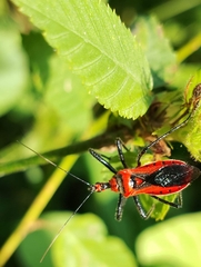 Rhynocoris fuscipes