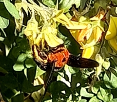 Xylocopa flavorufa