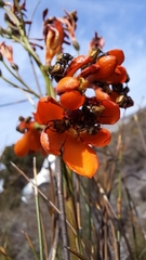 Pillansia templemannii