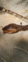 Bothrops moojeni