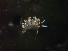 Diaphoreolis flavovulta