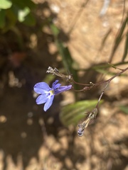 Lobelia