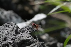 Sympetrum illotum