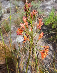 Pillansia templemannii