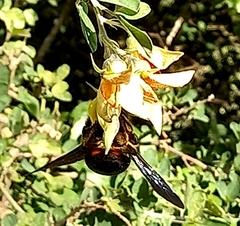Xylocopa flavorufa