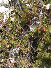 Pelargonium ternatum